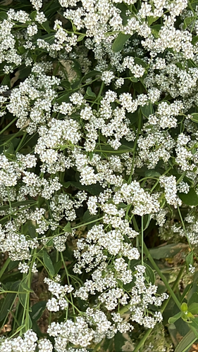 broadleaved pepperweed