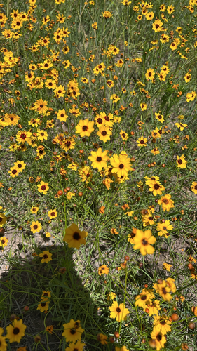 plains coreopsis