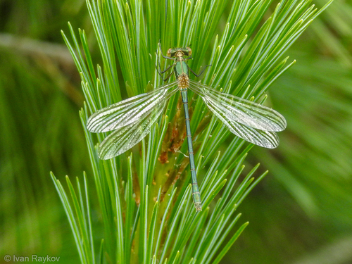 Emerald Spreadwing