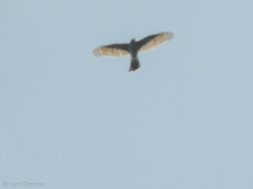 Eurasian Sparrowhawk