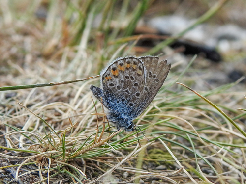 Silver-studded Blue