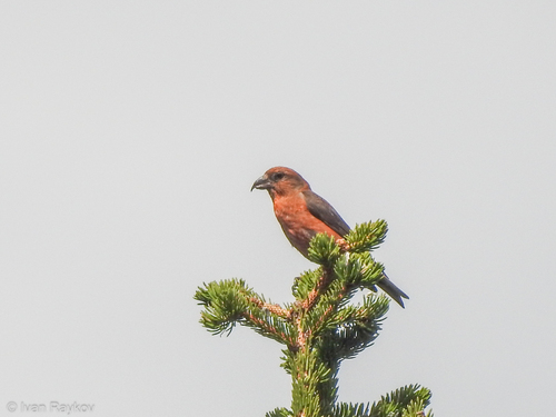 Red Crossbill