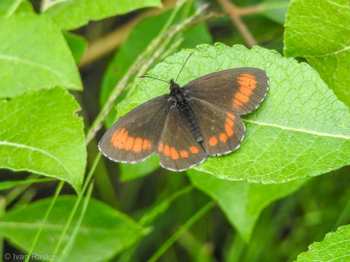 Large Ringlet