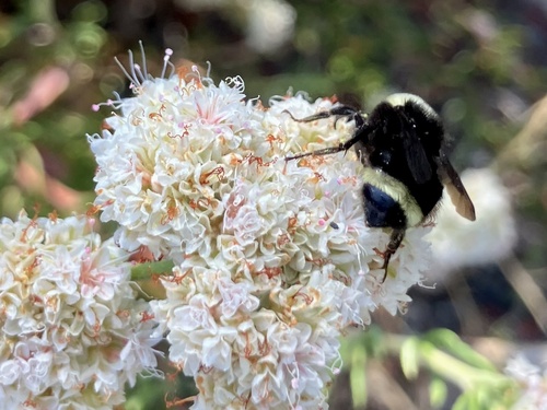 iNaturalist observation photo of Yellow-faced Bumble Bee