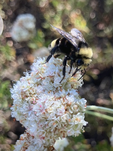 iNaturalist observation photo of Yellow-faced Bumble Bee