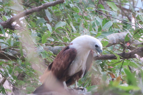 Brahminy Kite (Indian)