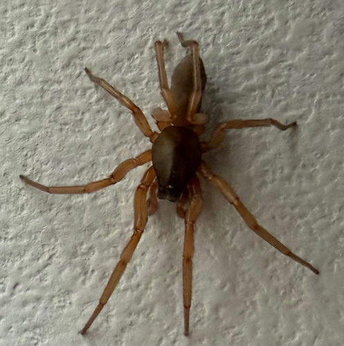 Harpactea rubicunda