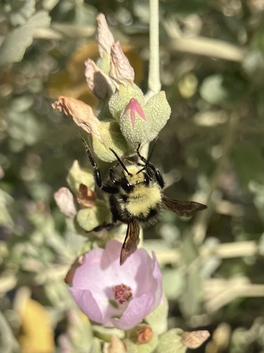 iNaturalist observation photo of Bumble Bees
