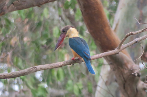 Stork-billed Kingfisher