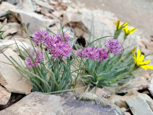 Allium tuchalense