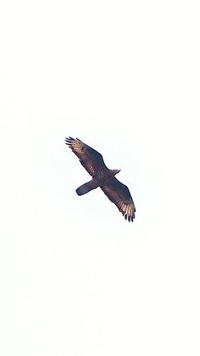 European Honey-buzzard