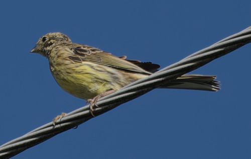 Yellowhammer