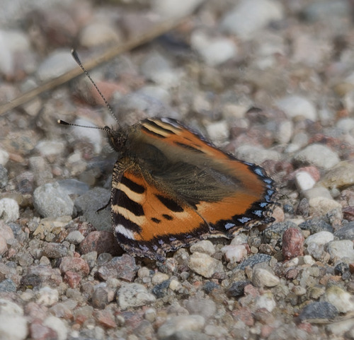 Small Tortoiseshell