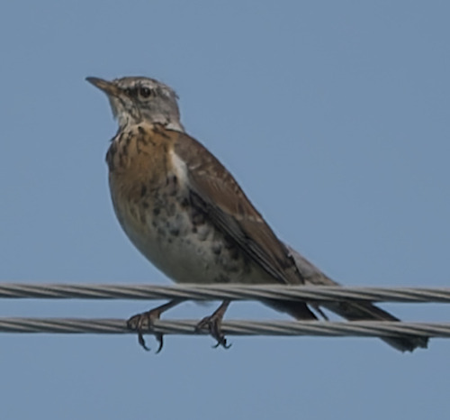 Fieldfare