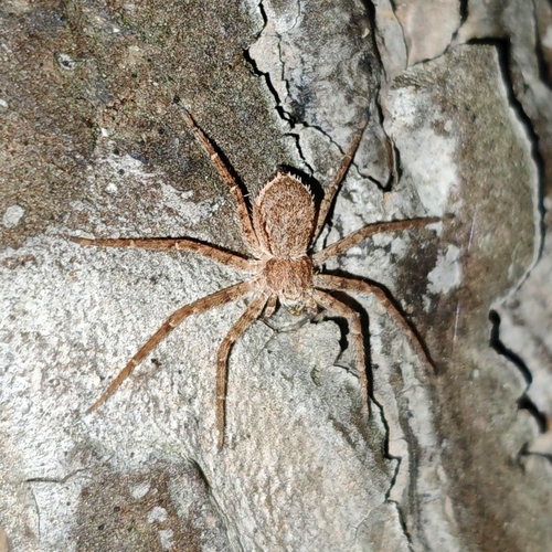 Philodromus fuscomarginatus