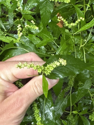 ditch stonecrop