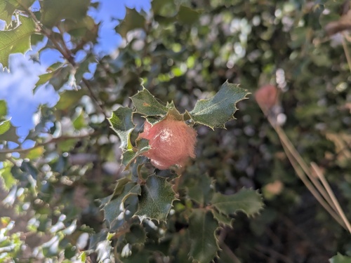 iNaturalist observation photo of Heteroecus dasydactyli