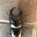 Japanese Great Stag Beetle - Photo (c) 藤原真也, all rights reserved, uploaded by 藤原真也