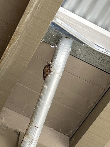 iNaturalist observation photo of Pallid Bat