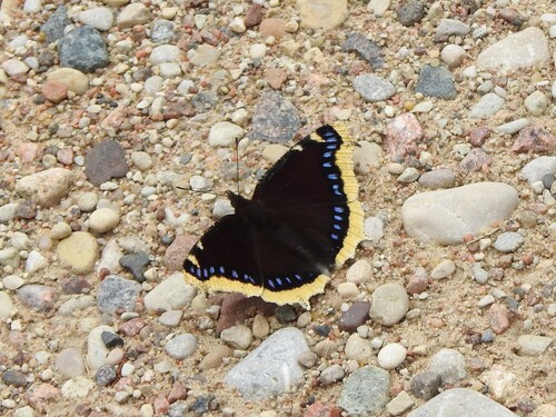 Mourning Cloak