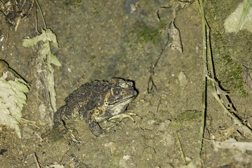 Asian Common Toad