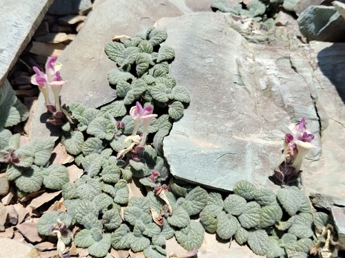 Scutellaria glechomoides