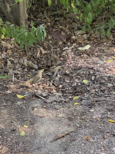 European Robin