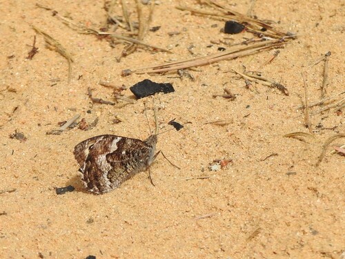 Grayling