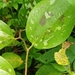 Smilax bracteata verruculosa - Photo (c) 歐陽秀華, todos os direitos reservados