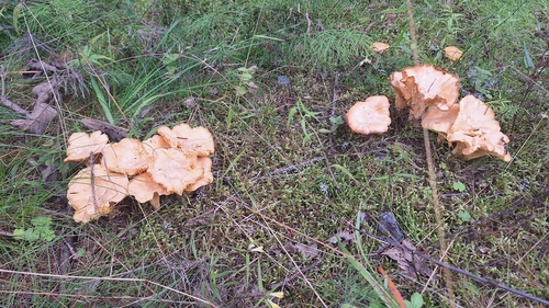 Golden Chanterelle
