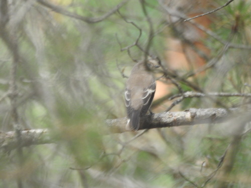 European Pied Flycatcher