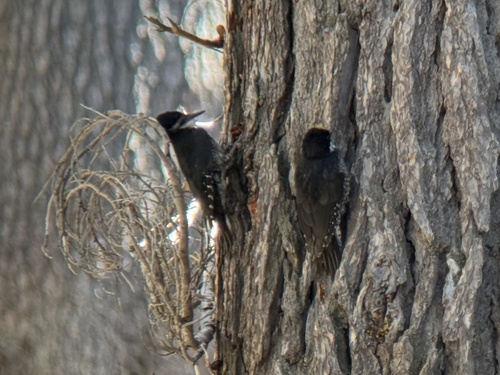 iNaturalist observation photo of Black-backed Woodpecker