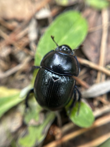 Woodland Dor Beetle