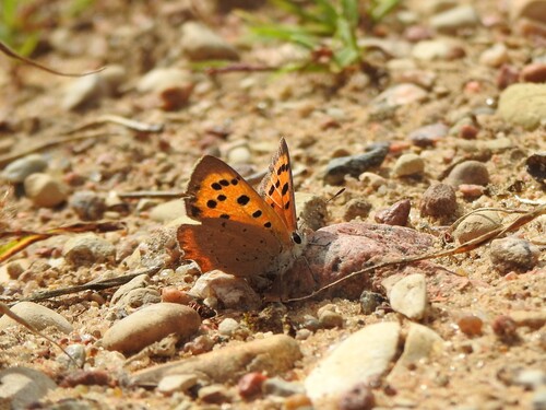 Small Copper