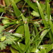 Marmessoidea quadriguttata - Photo (c) john lenagan, todos los derechos reservados, subido por john lenagan