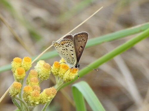 Sooty Copper