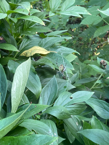 Wasp Spider