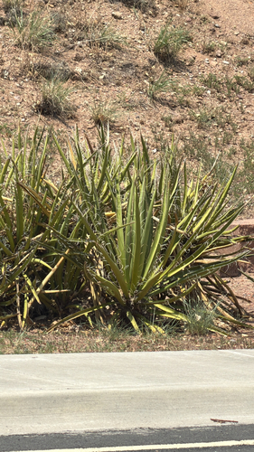 Banana Yucca
