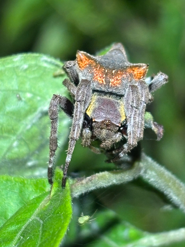 Abandoned-web Orb-weaver