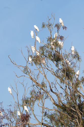 Sulphur-crested Cockatoo