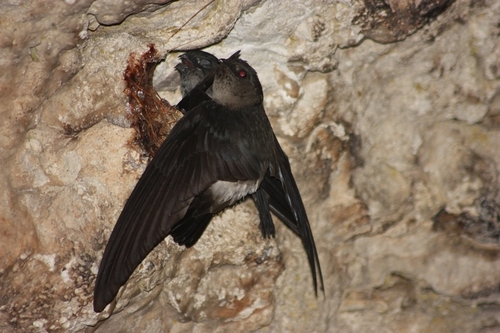 White-rumped Swiftlet