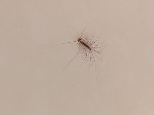 House Centipede