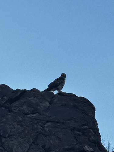 Red-tailed Hawk
