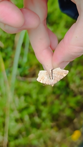 Tawny-barred Angle