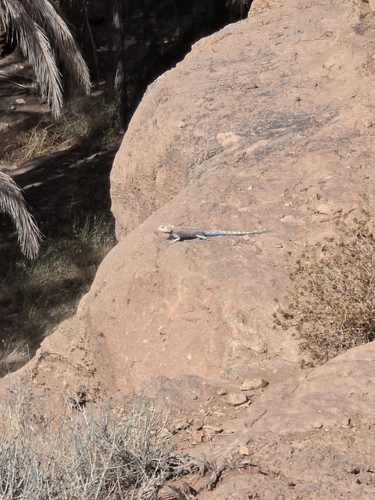 Bibron's Agama