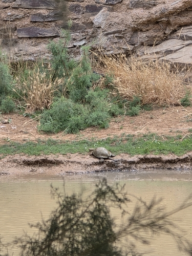 Mediterranean Turtle