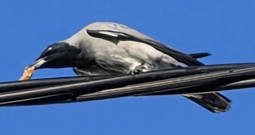 Black-faced Cuckooshrike