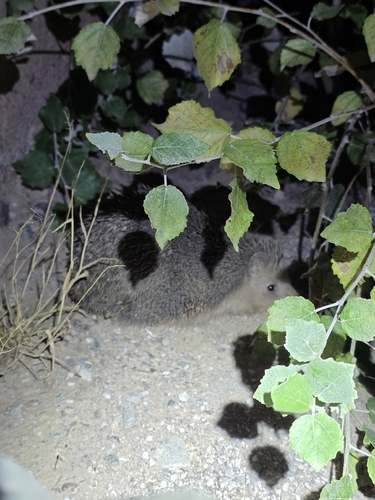 North African Hedgehog