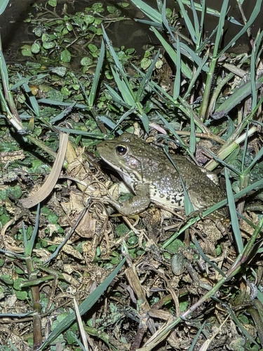 Sahara Frog
