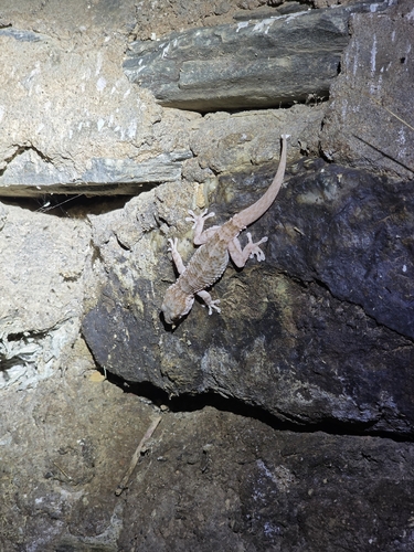 Moorish Gecko
